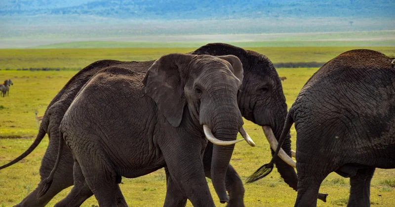 Le vrai budget d'un safari : ce que les brochures ne vous disent pas