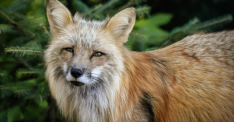 Les autres animaux à reconnaître