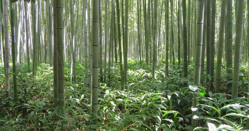 Jour 2 : Arashiyama, le bambou et un temple qui mérite mieux que la foule